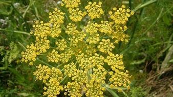 طراحی و ساخت فیتوزوم حاوی اسانس رازیانه و ارزیابی آن در کاهش شدت درد مبتلایان به دیسمنوره